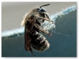 Bee2_20100604