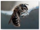 Bee3_20100604