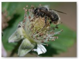 Bee1_20100604