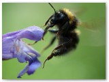 Bee leaving Sage flower