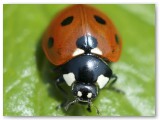 Seven Spot Ladybird