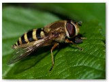 Hoverfly