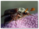 Cockchafer1