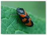 Froghopper1