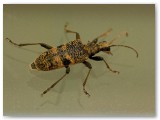 Longhorn Beetle2