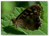 Speckled Wood