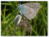 Three Common Blues