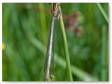 White Legged Damsefly