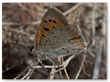 Small Copper