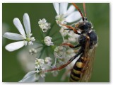 Nomada (bee!) on Coriander