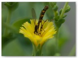 Hoverfly in Lettuce Flower1