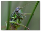 Roesel's bush cricket1_17072011