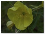 Oenothera_1