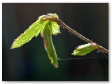 Hornbeam_2_100410