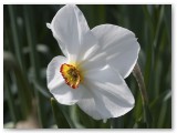 Narcissus Poeticus