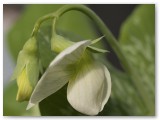 First Pea Flowers