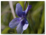 Wood Violet