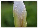 Bearded Iris bud