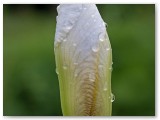 Bearded Iris bud