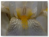 Bearded Iris