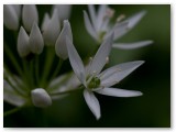 Wild Garlic1