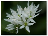 Wild Garlic3