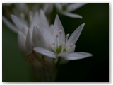 Wild Garlic2