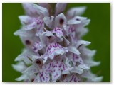 Common Spotted Orchid1_05062011