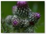 Thistle1_05062011