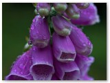 Foxglove1_05062011